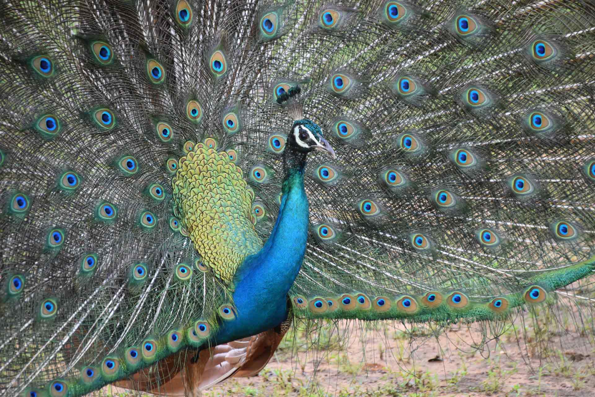 Yala National Park